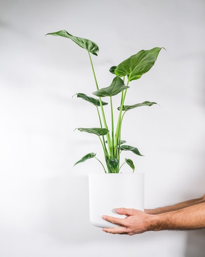 人拿着绿色植物在白色陶瓷花瓶
